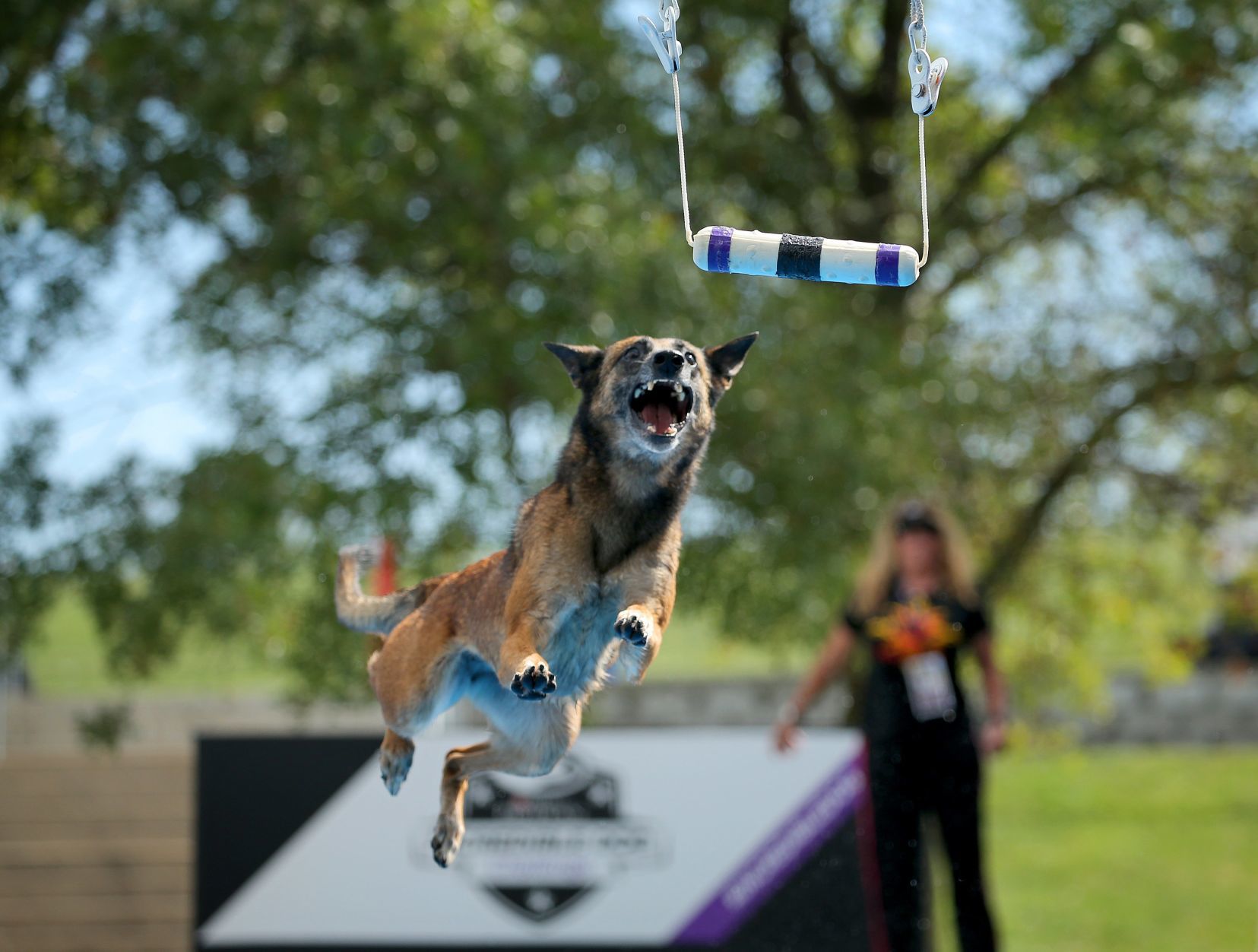 Incredible dogs compete at Purina Farms